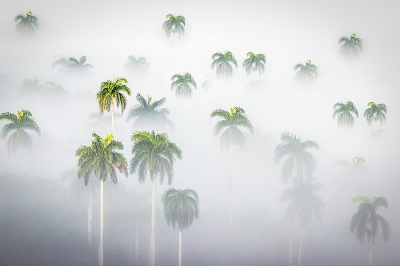 Jungle